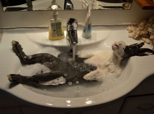 「最高に気持ちがいい！」という表情をした動物たちの写真