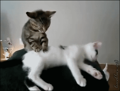 やっぱり可愛い猫の画像