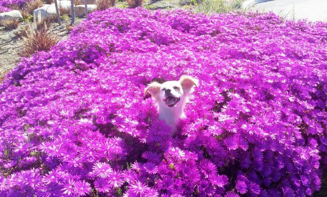 本当に可愛すぎる動物たちの写真