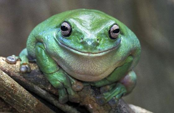 幸せそうに笑いすぎ！ニッコリ笑顔の動物たちの写真