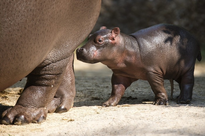 可愛すぎる動物の赤ちゃん画像