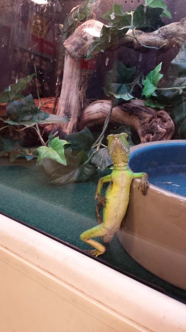 カッコイイポーズをとる動物の写真