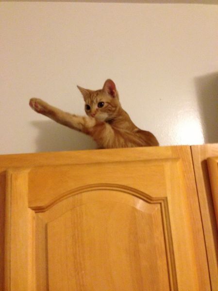 見ているだけで興奮してくる可愛い動物の画像