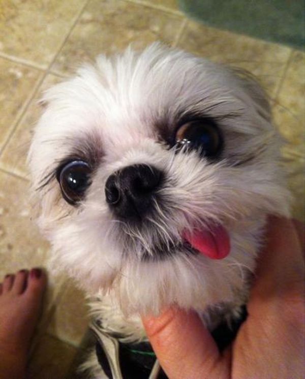 変顔や変な格好した犬の写真