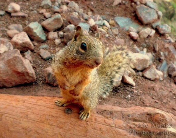 心も癒される動物の写真