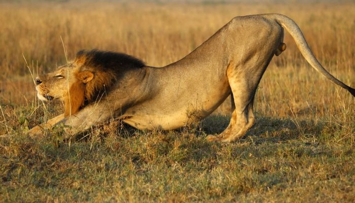 アフリカの野生動物たちの画像