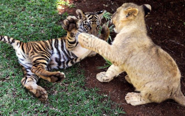 とりあえず癒される可愛い動物の写真