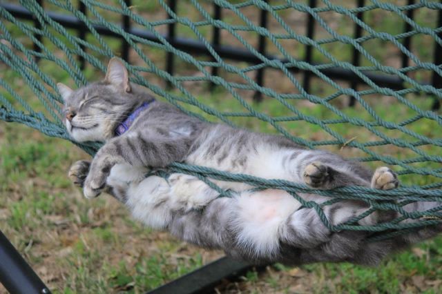 可愛すぎて一緒に笑っちゃう動物たちの写真