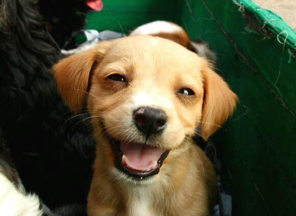 何だかほのぼのする動物の写真