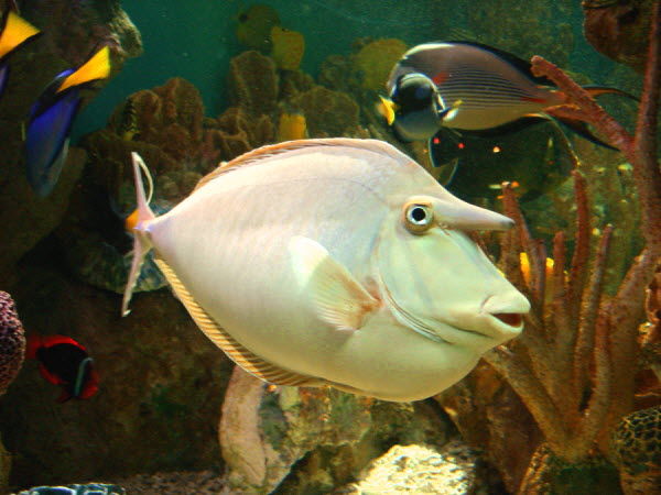 ちょこっとブサイクだけど愛嬌があって美しい魚の写真