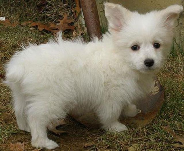 愛嬌ありすぎるミックス犬の写真