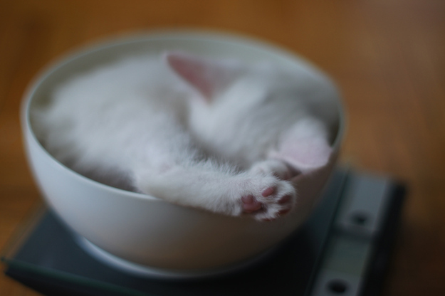 見るとやる気がなくなっていく眠る猫の画像