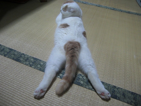 マジで可愛すぎる癒される猫の画像