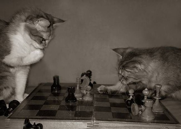 マジで可愛すぎる癒される猫の画像