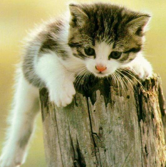 保存したくなる子猫の可愛すぎる写真