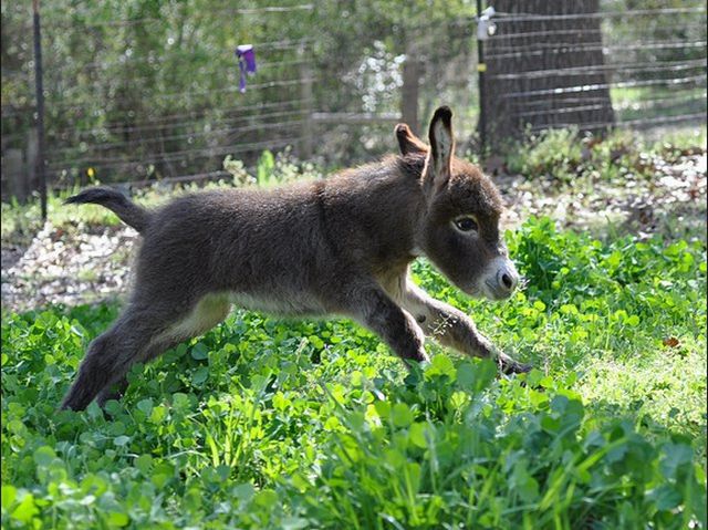 可愛い動物たちの画像が集まった写真