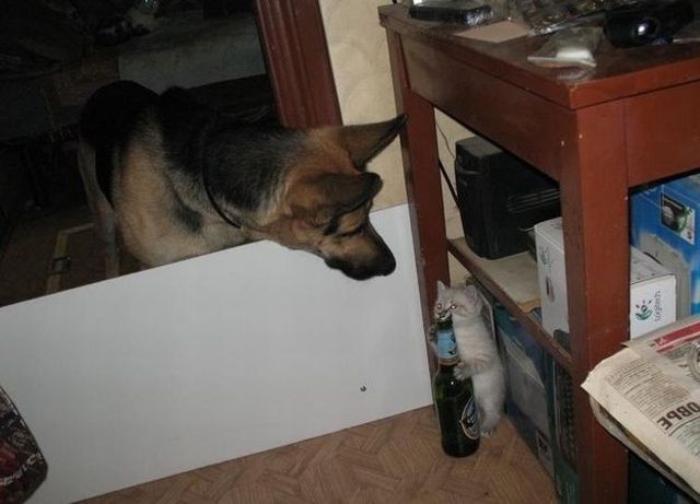 癒しの動物たちの写真