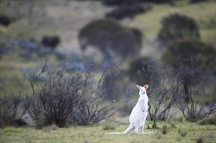 野生のアルビノカンガルーが目立っている写真