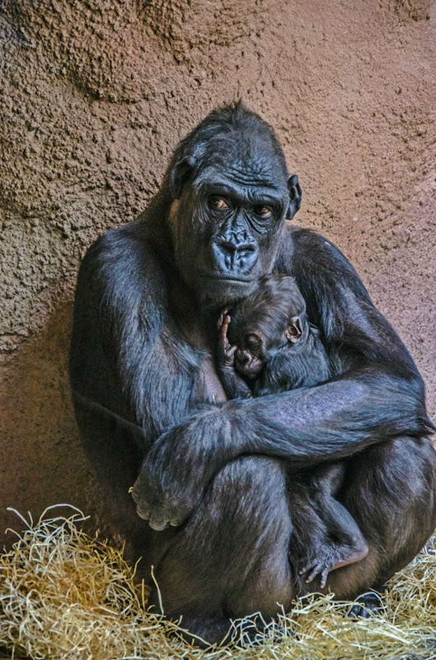 本当に仲良しの可愛い動物たちの写真