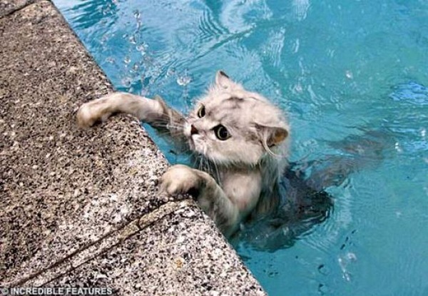猫は水が苦手は嘘？？水泳を楽しんでいるかもしれない可愛い猫達の写真