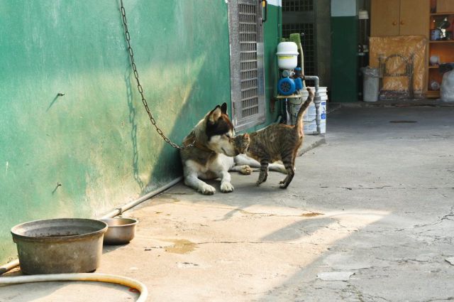 癒しの動物たちの写真