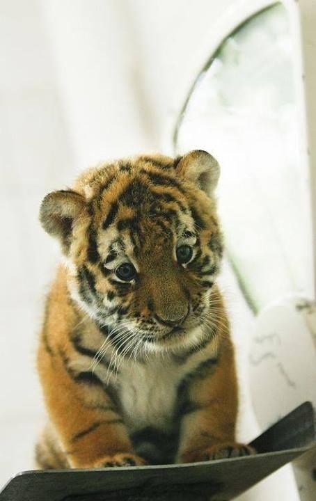 ふわふわで思わず「もふもふ」したくなる可愛い動物