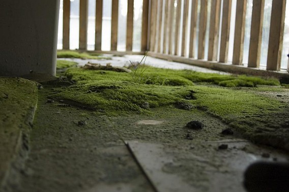 人が去り、緑色のカーペットを手に入れた苔むした廃墟の写真