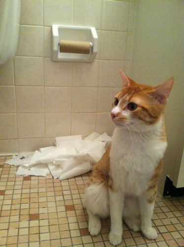 犬や猫たちの困ったいたずら写真