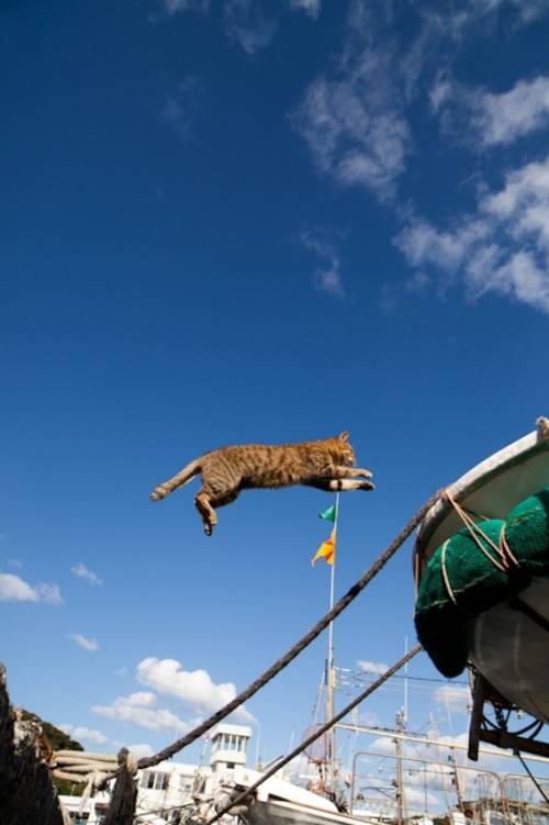 福岡にあった猫の島の写真