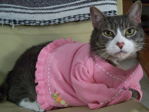 コスプレが似合いすぎるオシャレ犬・猫の写真