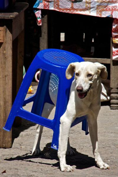 家具の間にはまっている犬と猫の可愛い写真