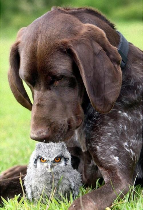 仲良しの動物カップルたちが可愛すぎる写真
