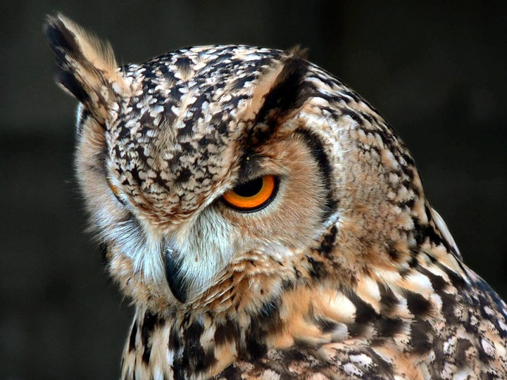 可愛いフクロウさんの写真