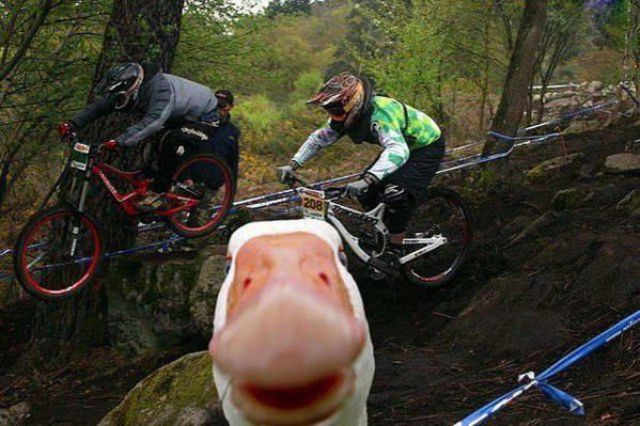 記念撮影好きな動物の写真
