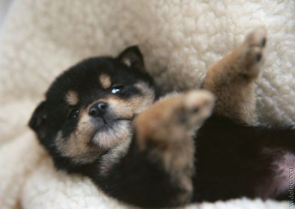 本当に可愛すぎて癒される子犬の写真