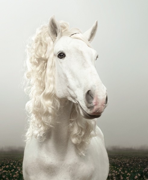 お前らよりもサラサラヘアの馬の写真