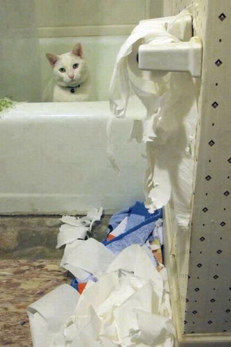 犬や猫たちの困ったいたずら写真