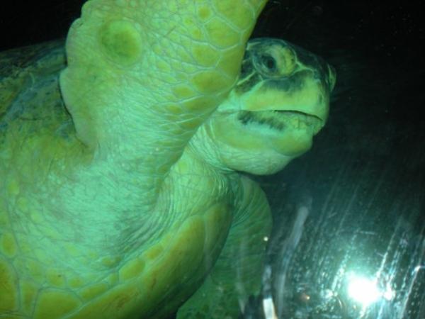 動物たちの「ハイタッチ」が可愛すぎる写真