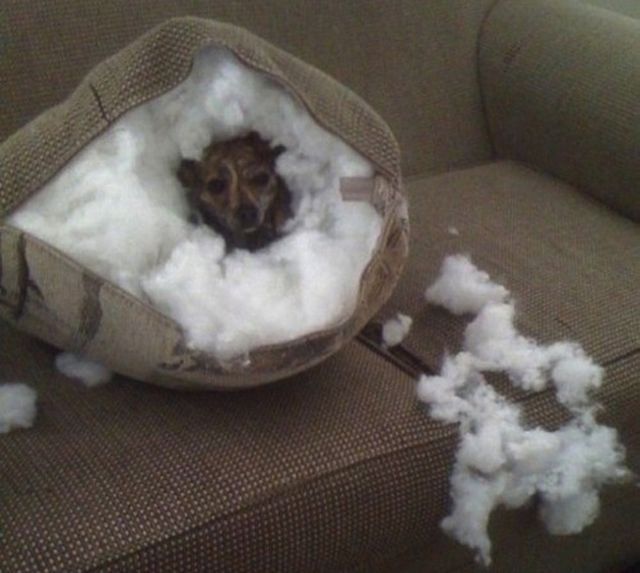 動物たちの本当に可愛らしい写真