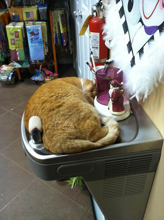 まるで液体のようなネコの写真