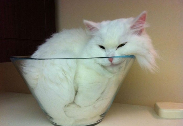 まるで液体のようなネコの写真
