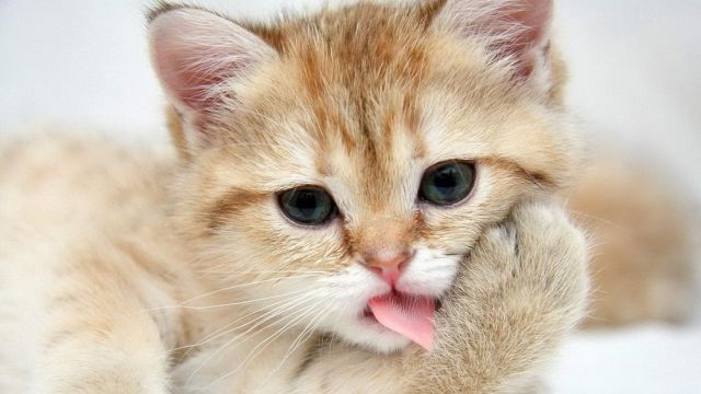 見ていると幸せになれる可愛い動物たちの写真