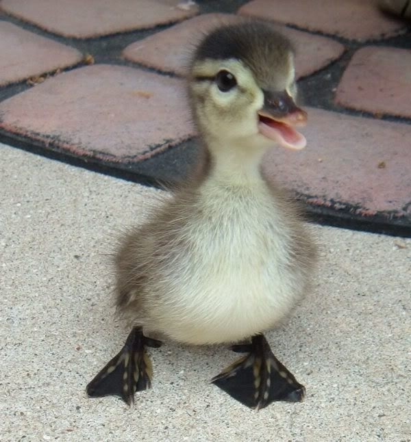 ふわふわで思わず「もふもふ」したくなる可愛い動物