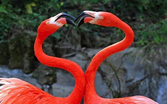 動物たちがキスする写真