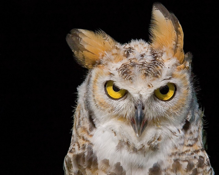 可愛いフクロウさんの写真