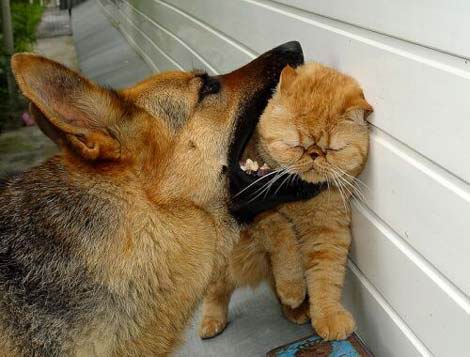 本当は仲良し？犬と猫が喧嘩している写真