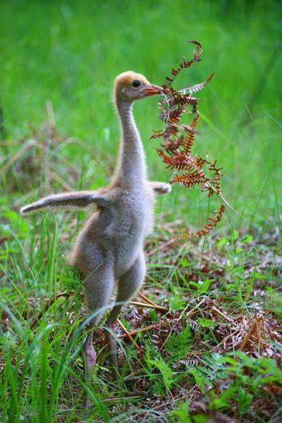 元気になれる動物の画像