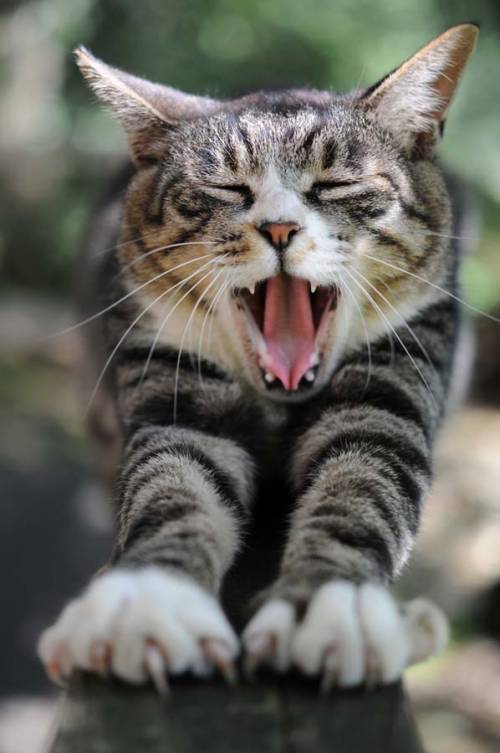 動物たちの可愛いあくび