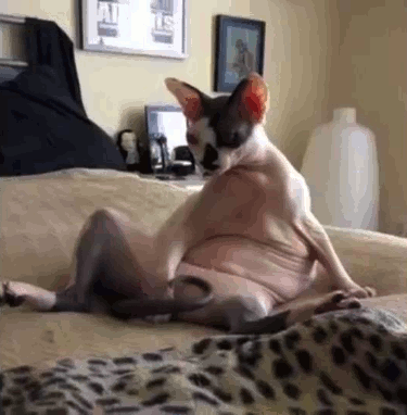 とにかく魅力的な猫の写真