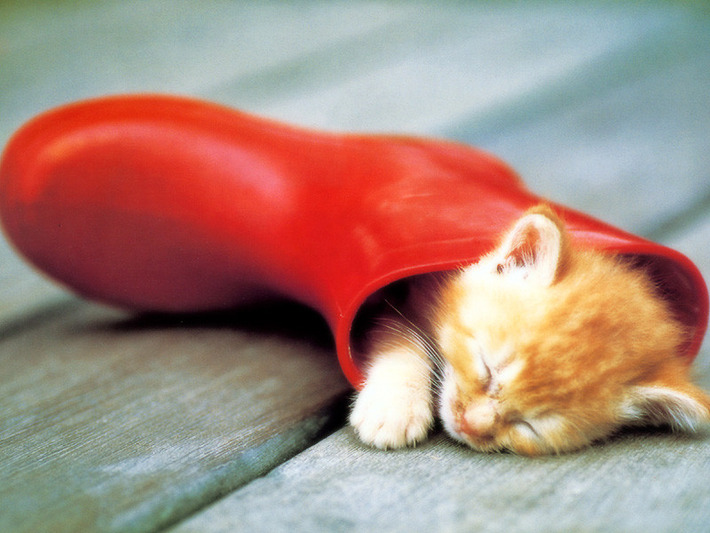 本当に可愛い猫の写真